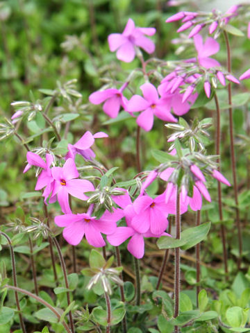 Phlox stolonifera