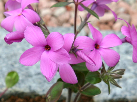 Phlox stolonifera