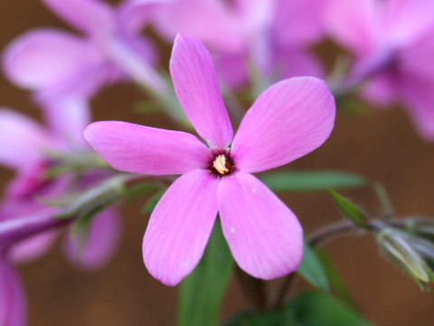 Phlox stolonifera