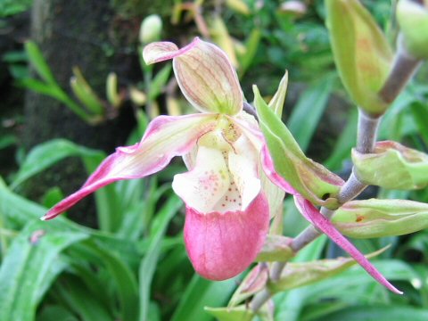 Phragmipedium sp.