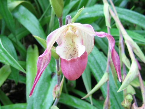 Phragmipedium sp.