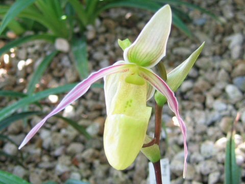 フラグミペディウム・ハルトウェギー (Phragmipedium hartwegii)