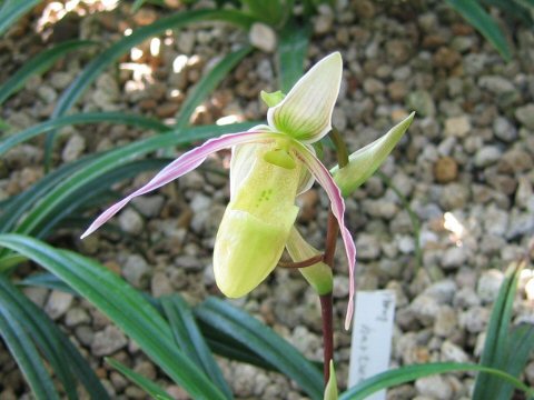 Phragmipedium hartwegii