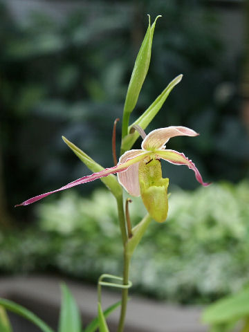 Phragmipedium longifolium