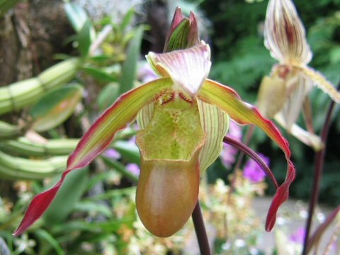 Phragmipedium longifolium