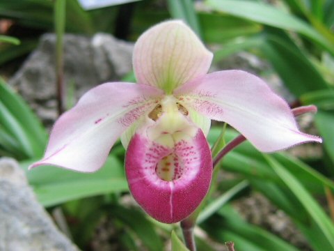 Phragmipedium schlimii