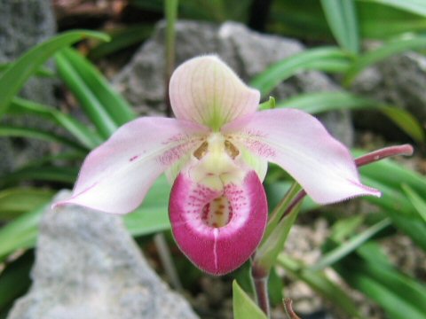 Phragmipedium schlimii