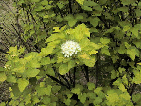 Physocarpus amurensis