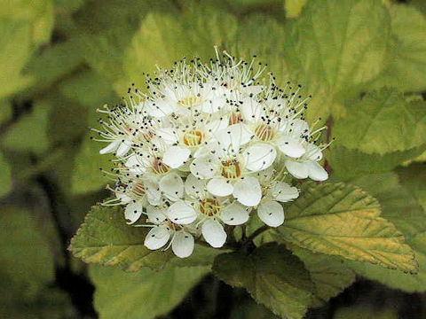 Physocarpus amurensis