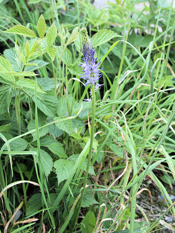 Phyteuma betonicifolium