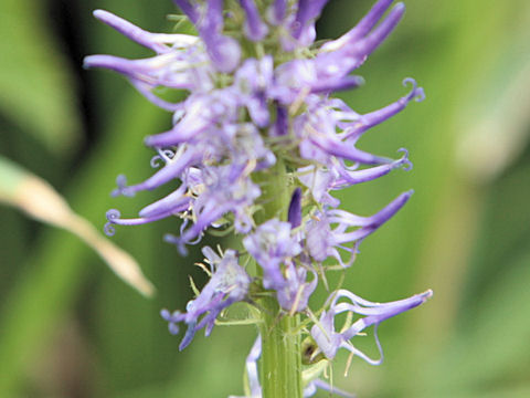 Phyteuma betonicifolium