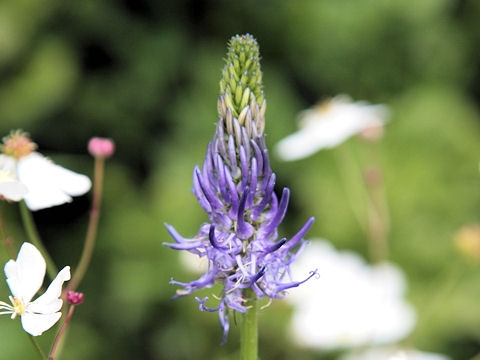 Phyteuma betonicifolium