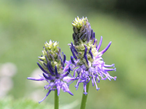 Phyteuma betonicifolium