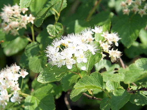 Physocarpus bracteatus