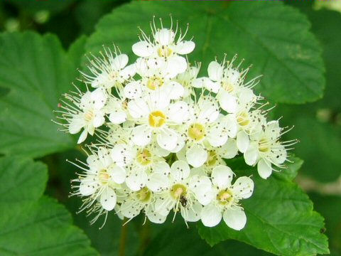 Physocarpus bracteatus