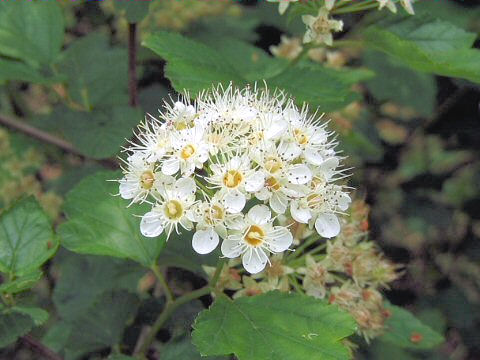 Physocarpus bracteatus