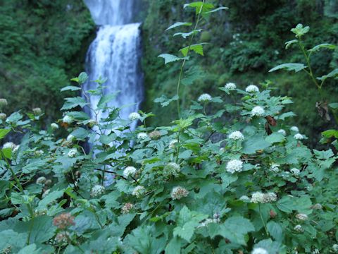 Physocarpus capitatus