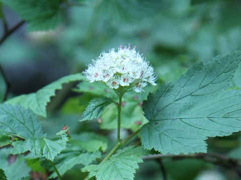 Physocarpus capitatus