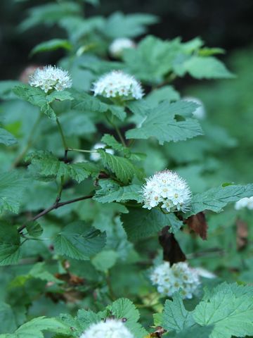 Physocarpus capitatus