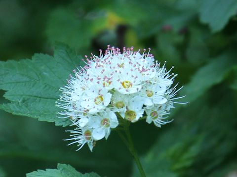 Physocarpus capitatus