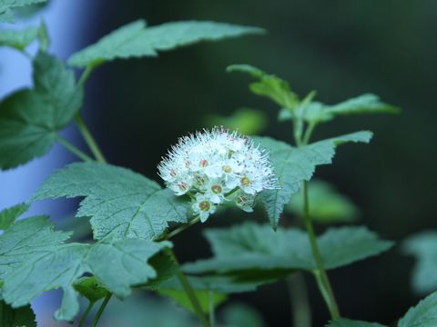 Physocarpus capitatus