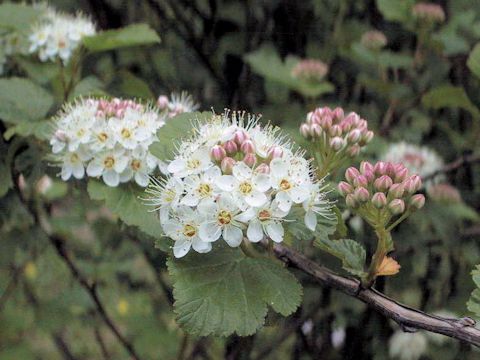 Physocarpus capitatus