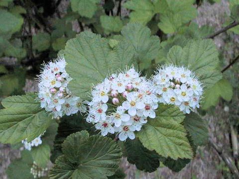 Physocarpus capitatus