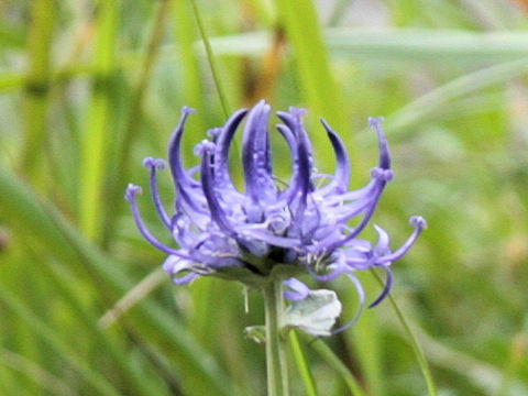 Phyteuma hemisphaericum