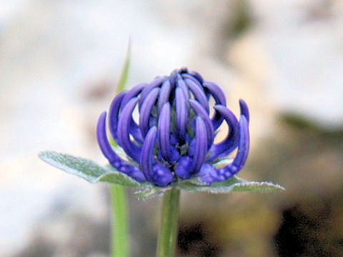 Phyteuma hemisphaericum