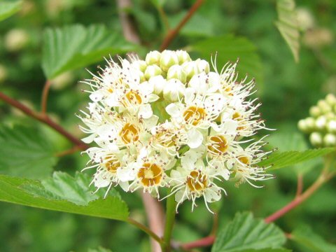 Physocarpus opulifolius var. intermedius