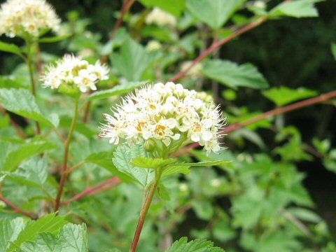 Physocarpus opulifolius var. intermedius