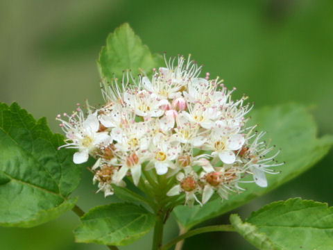 Physocarpus opulifolius cv. Luteus