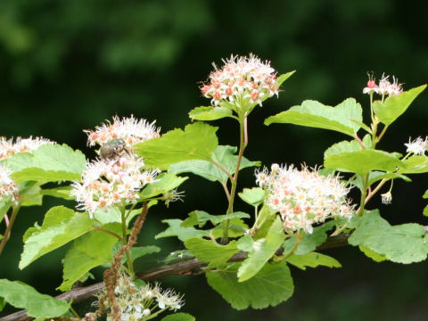 Physocarpus opulifolius cv. Luteus