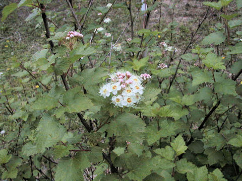 Physocarpus monogynus