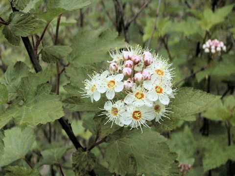 Physocarpus monogynus