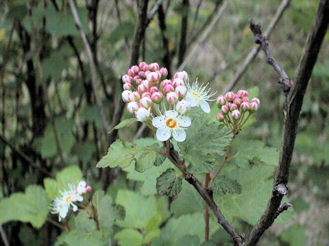 Physocarpus monogynus