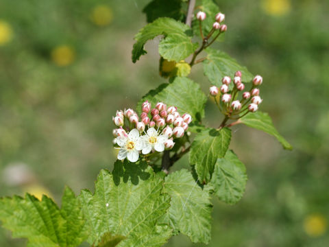 Physocarpus monogynus