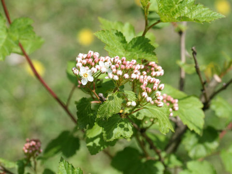 Physocarpus monogynus