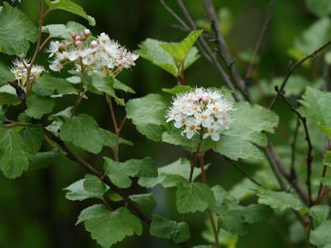 Physocarpus monogynus