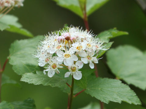 Physocarpus monogynus