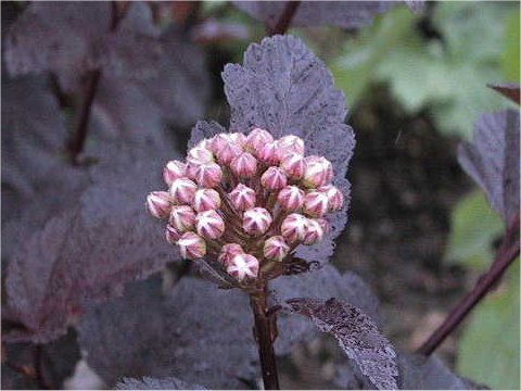 Physocarpus opulifolius cv. Monlo