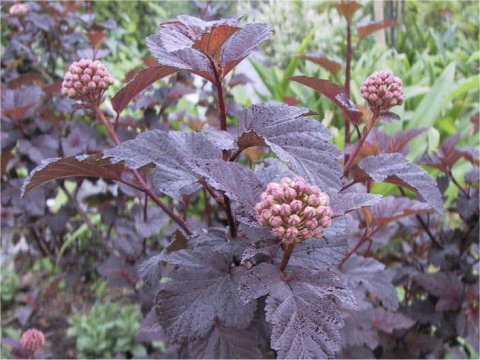 Physocarpus opulifolius cv. Monlo