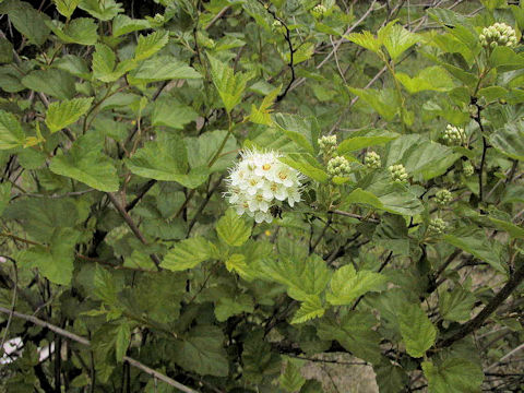 Physocarpus opulifolius