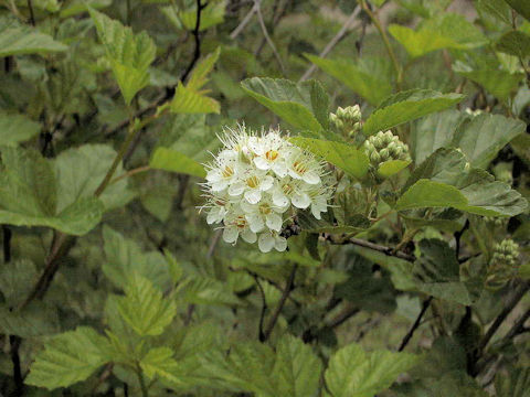 Physocarpus opulifolius