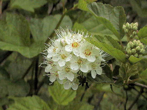 Physocarpus opulifolius