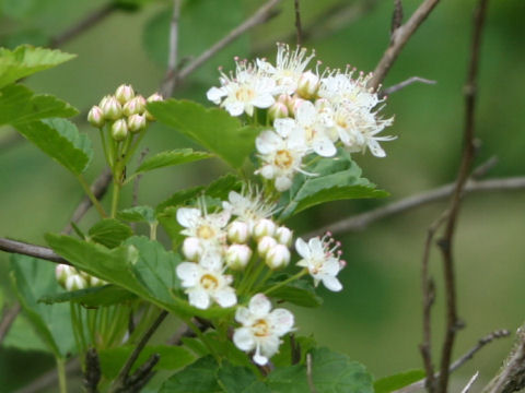 Physocarpus opulifolius var. intermedius f. parvifolius