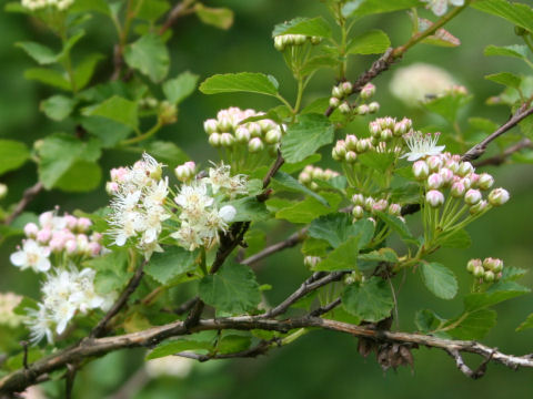 Physocarpus opulifolius var. intermedius f. parvifolius