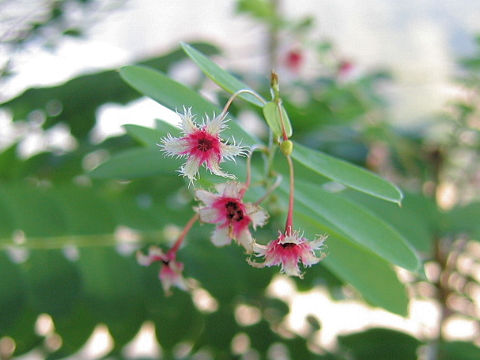 Phyllanthus pulcher