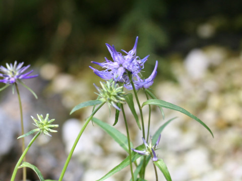 Phyteuma scheuchzeri