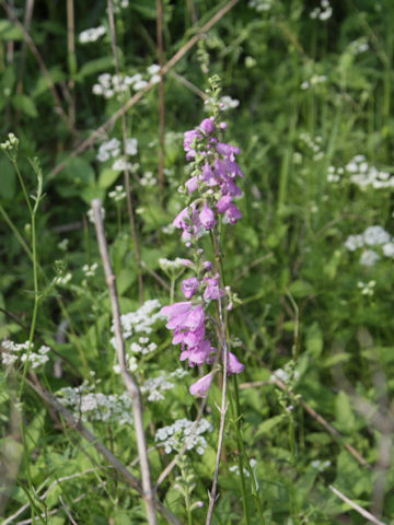 Physostegia intermedia